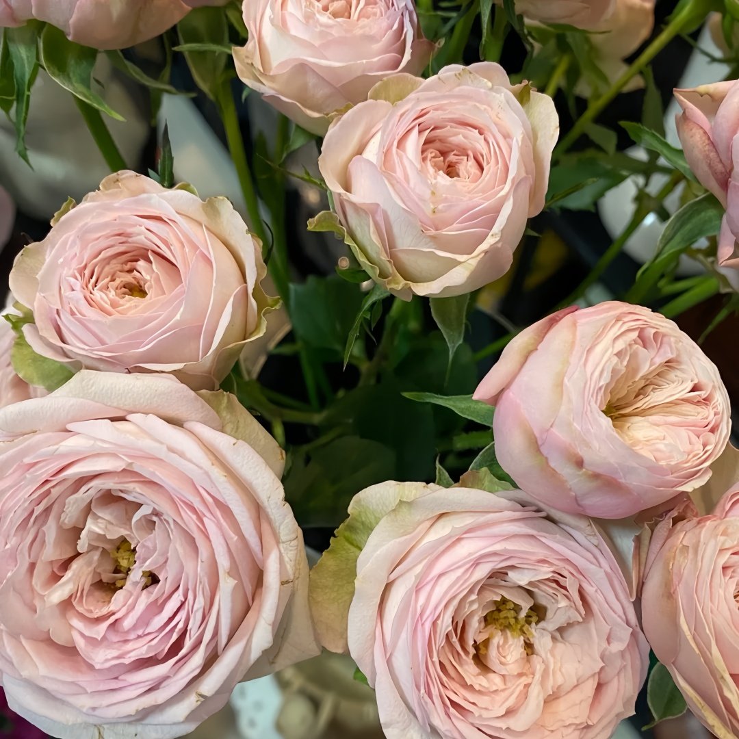 Royal Blush Rose Plant|皇家腮红 image 4