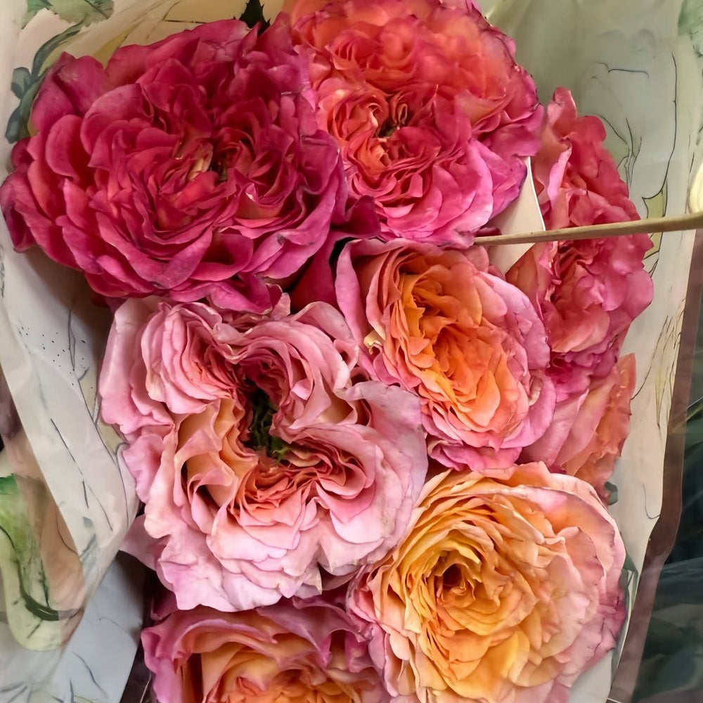 Country Aquarelle Rose Plant｜乡村水彩画 image 6