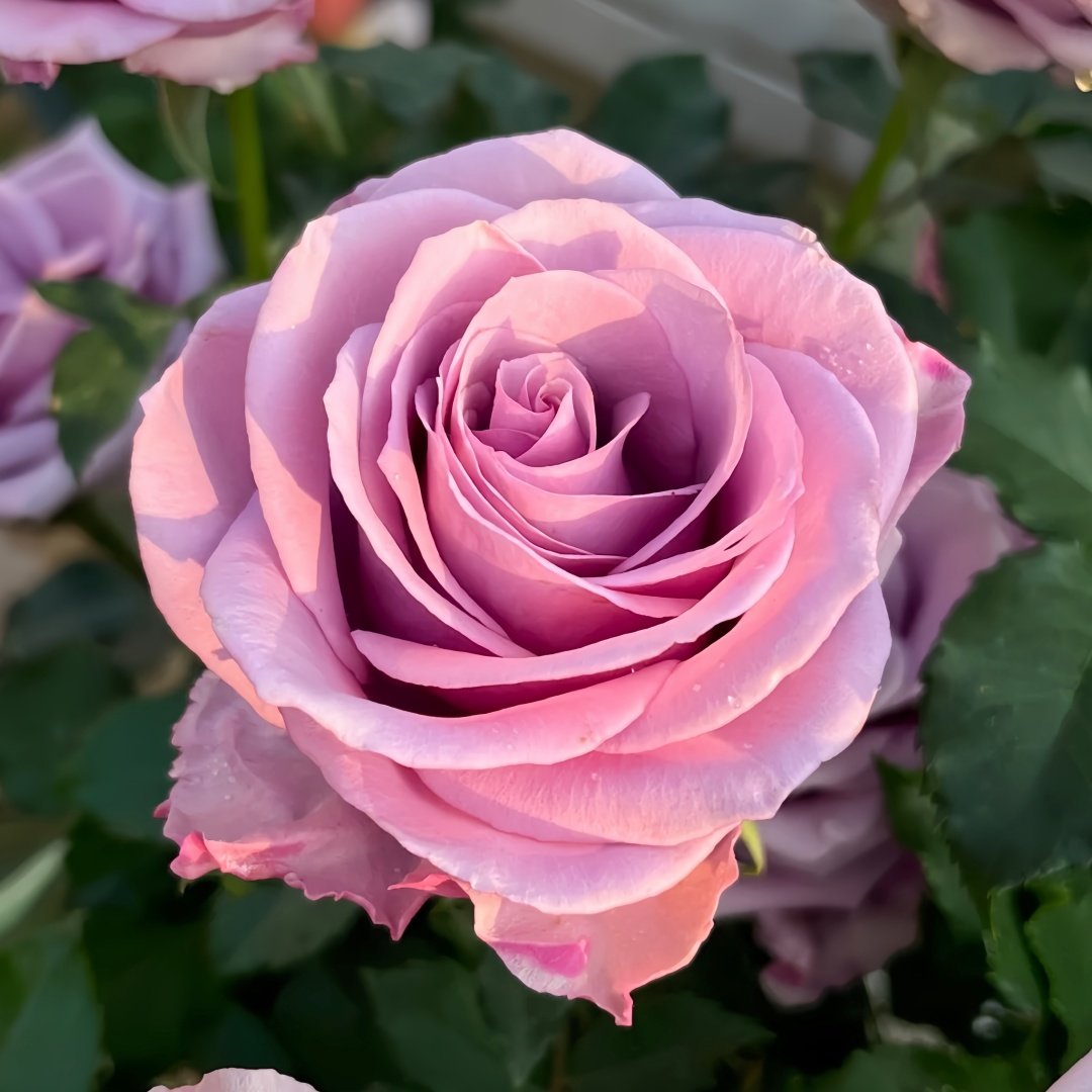 Nightingale Rose Plant｜紫霞仙子 image 1