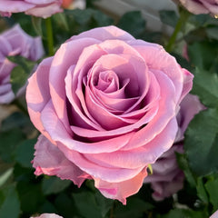 Nightingale Rose Plant｜紫霞仙子 image 1