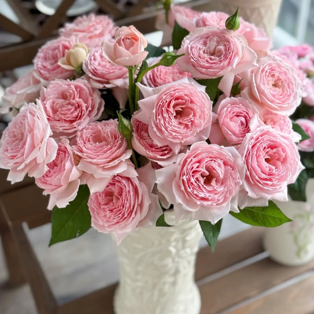 Princess Hitomi Rose Plant｜仁美公主 image 13