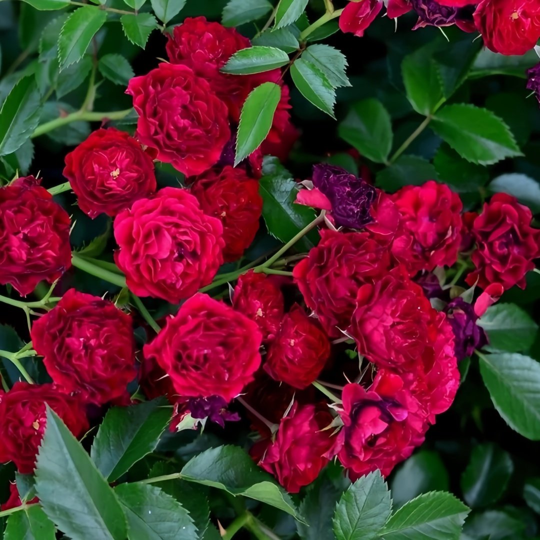 Crimson Siluetta Rose Plant|猩红剪影 image 5