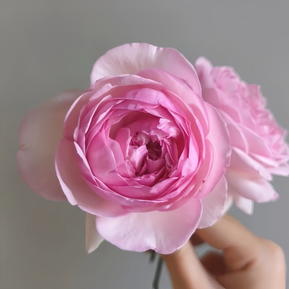 Neo cherry shallow Rose Plant ｜新浅樱桃 image 5