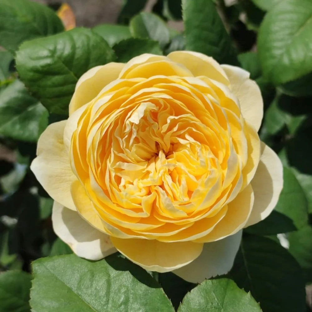 Jeanne d’Arc Rose Plant｜圣女贞德 image 1