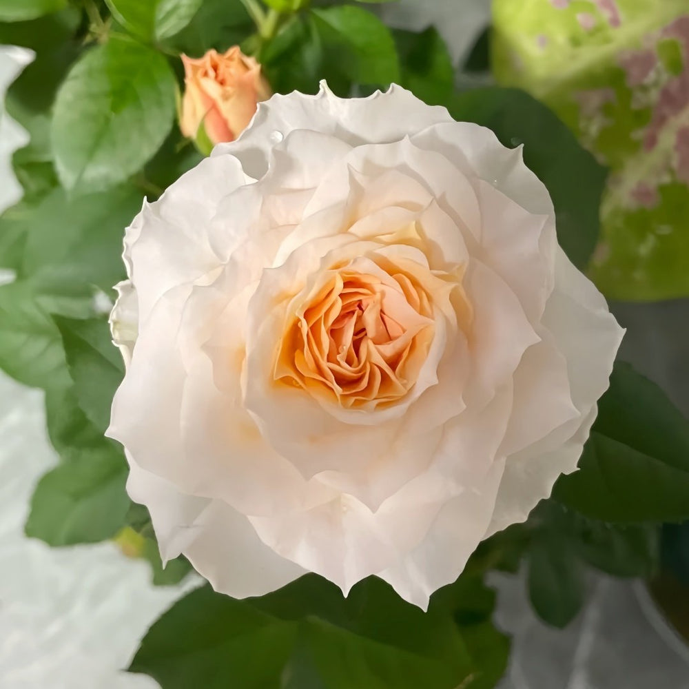 Ice Cream Balcony Rose Plant|冰淇淋阳台 image 2