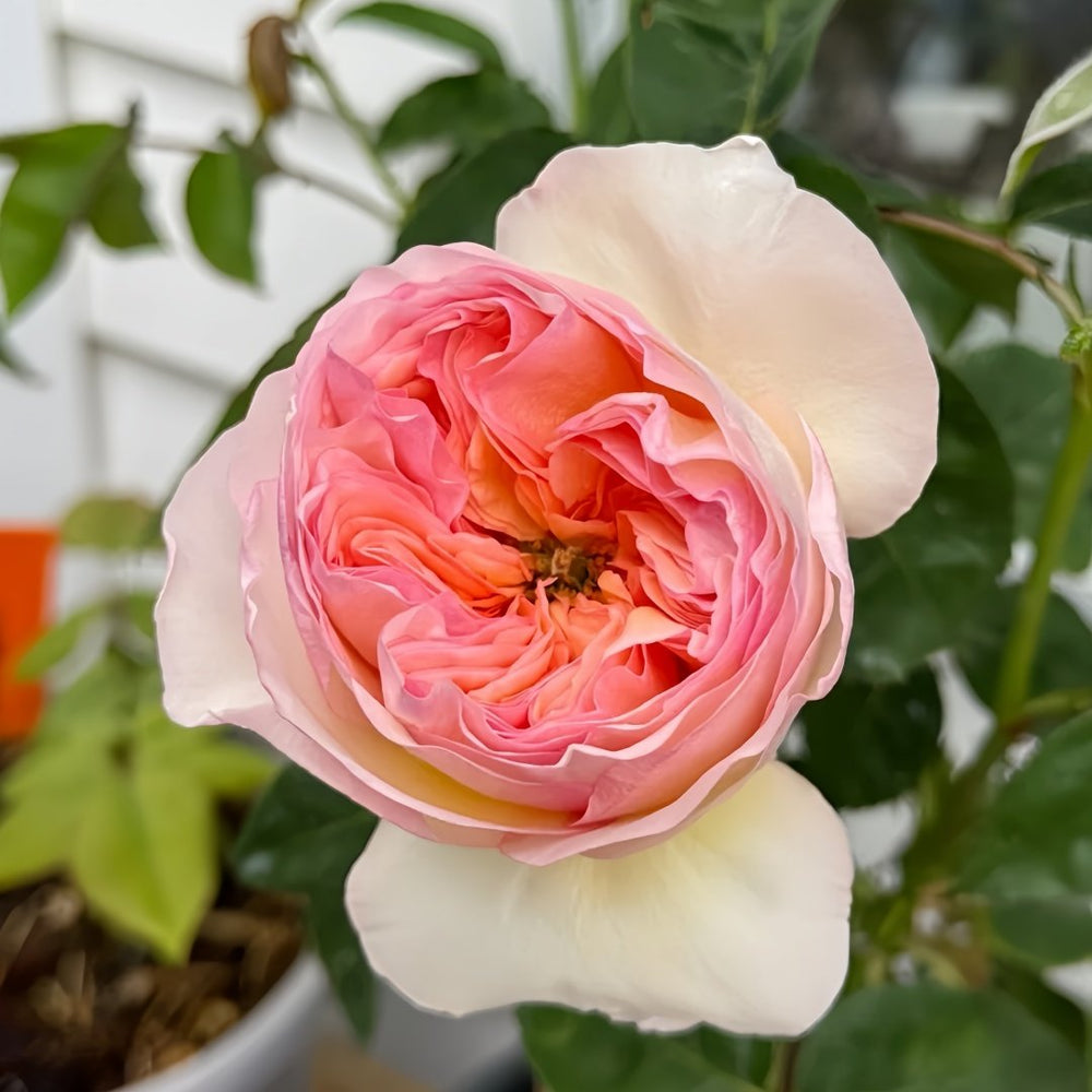 Georgina Gardens Rose Plant｜乔治娜花园 image 5
