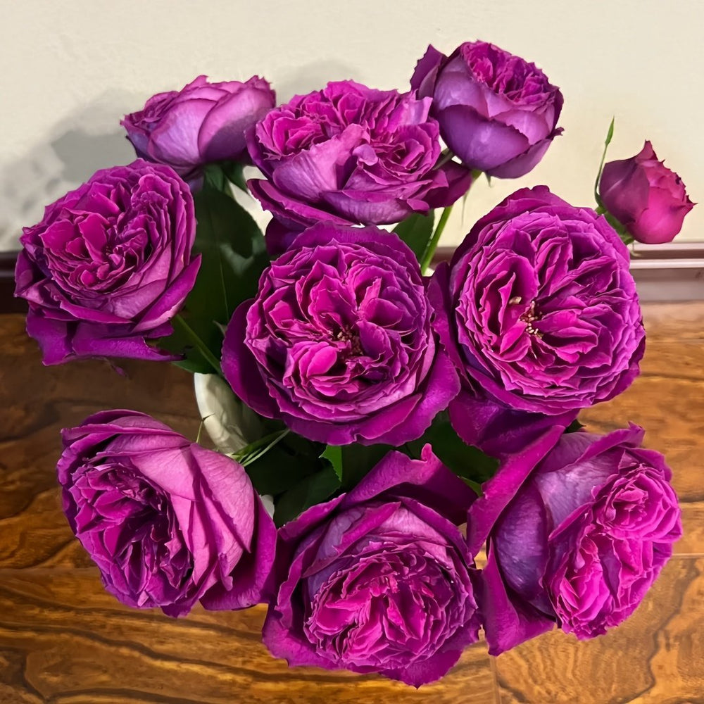 Yu Ji Rose Plant｜虞姬 image 9