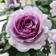 Lilas Rose Plant｜丽拉玫瑰 image 0