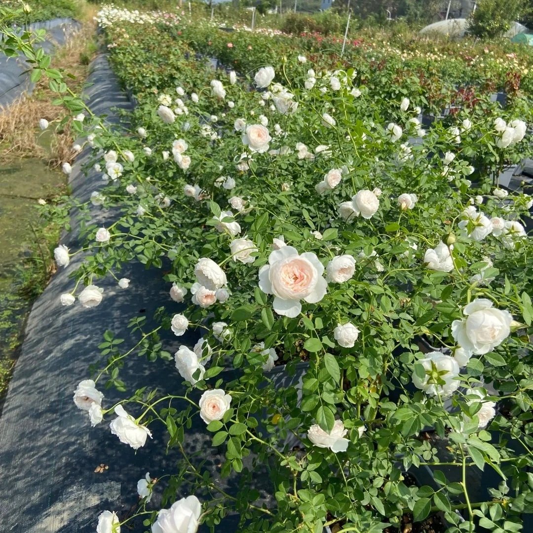 Arietta Rose Plant|小抒情曲 image 8