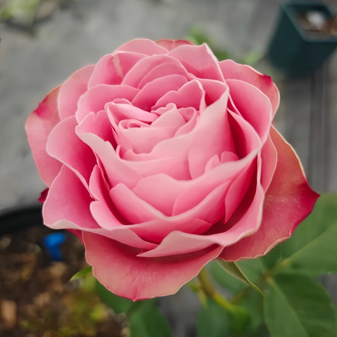 Upper Secret Rose Plant|上层秘密 image 3