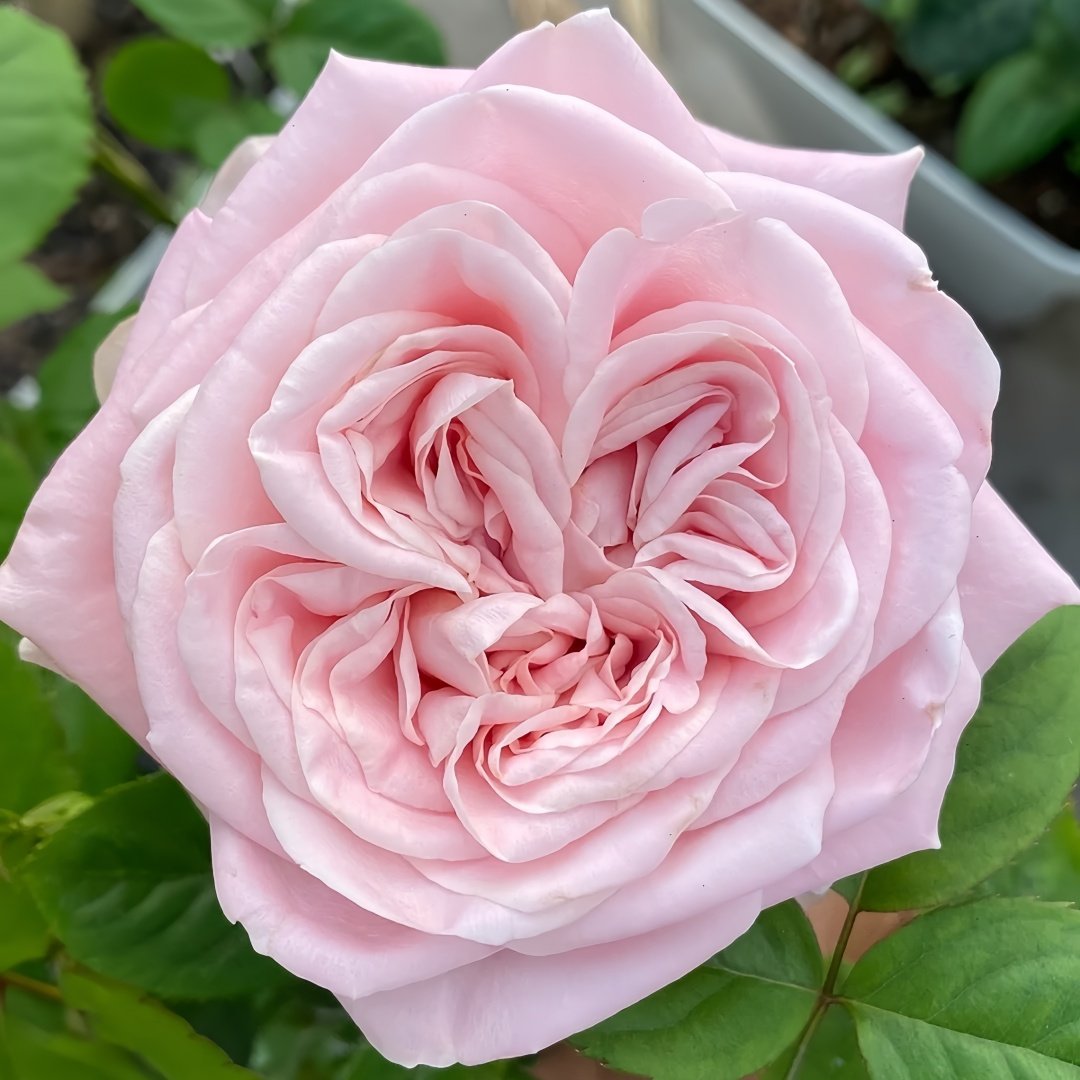 All four boughet Rose Plant｜四花 image 2