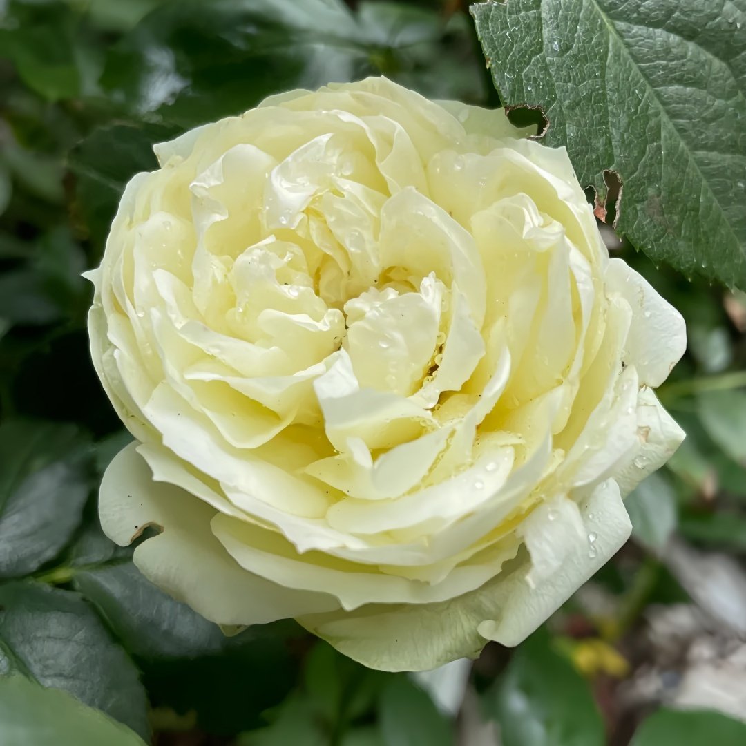 Wedding Piano Rose Plant|婚礼钢琴 image 6