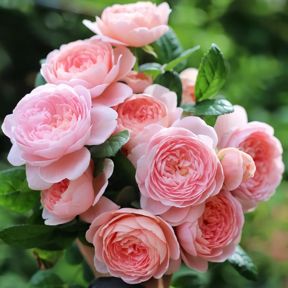 Queen of Sweden Rose Plant｜瑞典女王 image 1