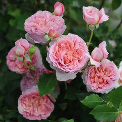 Robe à la française Rose Plant｜法国礼服 image 2