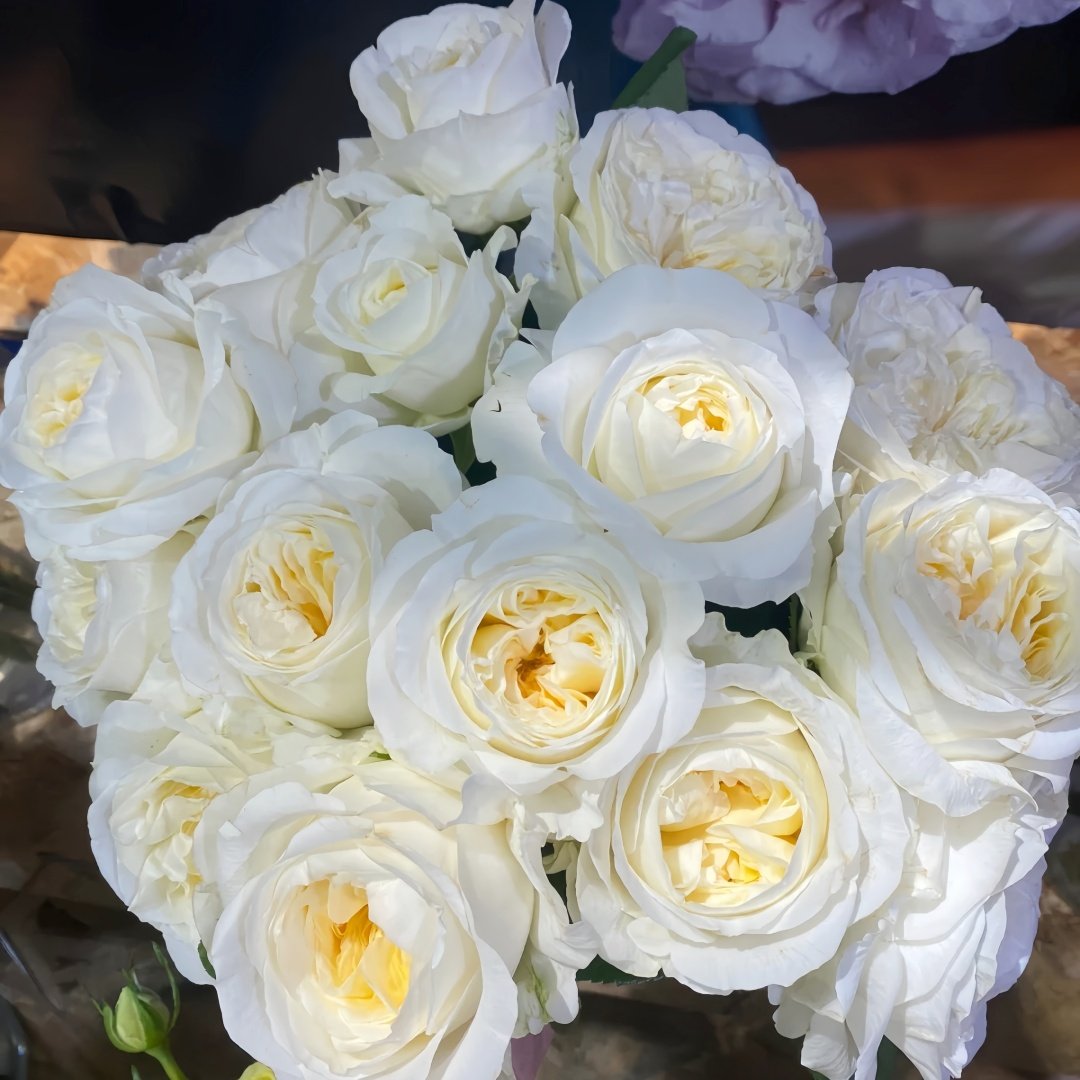 Moon Fairy Rose Plant|皎月仙子 image 9