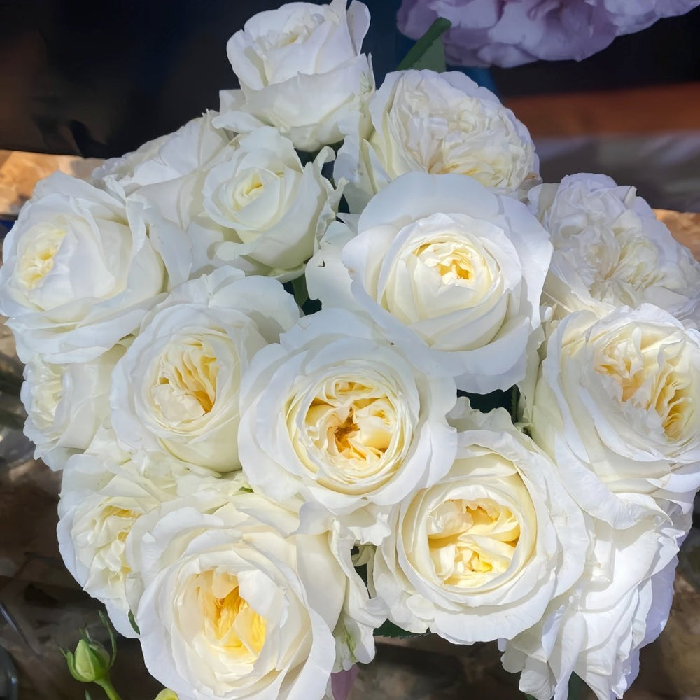 Moon Fairy Rose Plant|皎月仙子 image 9