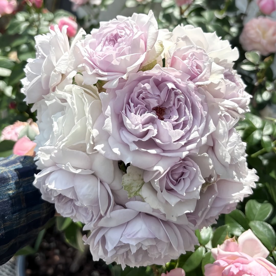Qise rose plant｜霁色 image 8