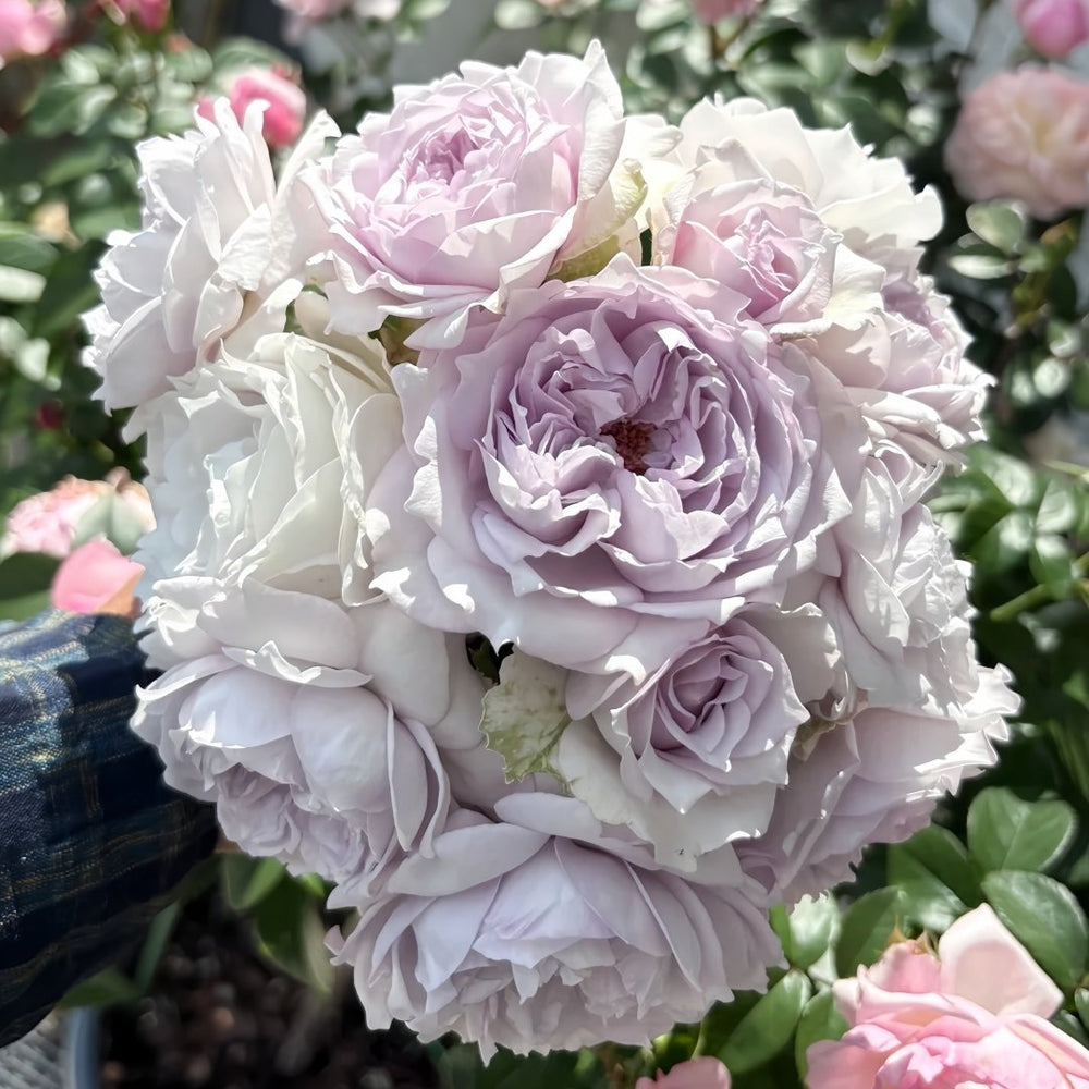 Qise rose plant｜霁色 image 8