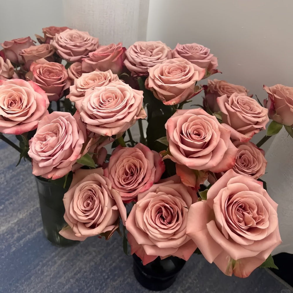 Cappuccino Rose Plant｜卡布奇诺 image 7