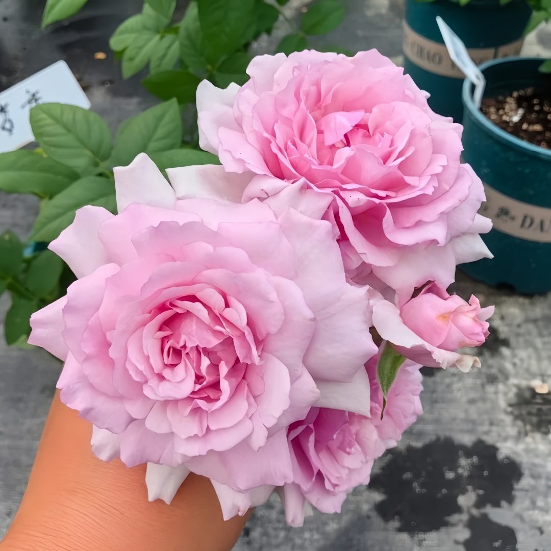 Yumeka Rose Plant｜梦香 image 5