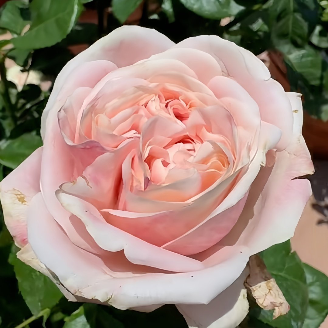 Swan Grace Rose Plant|优雅天鹅 image 1