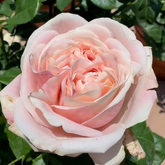 Swan Grace Rose Plant|优雅天鹅 image 1