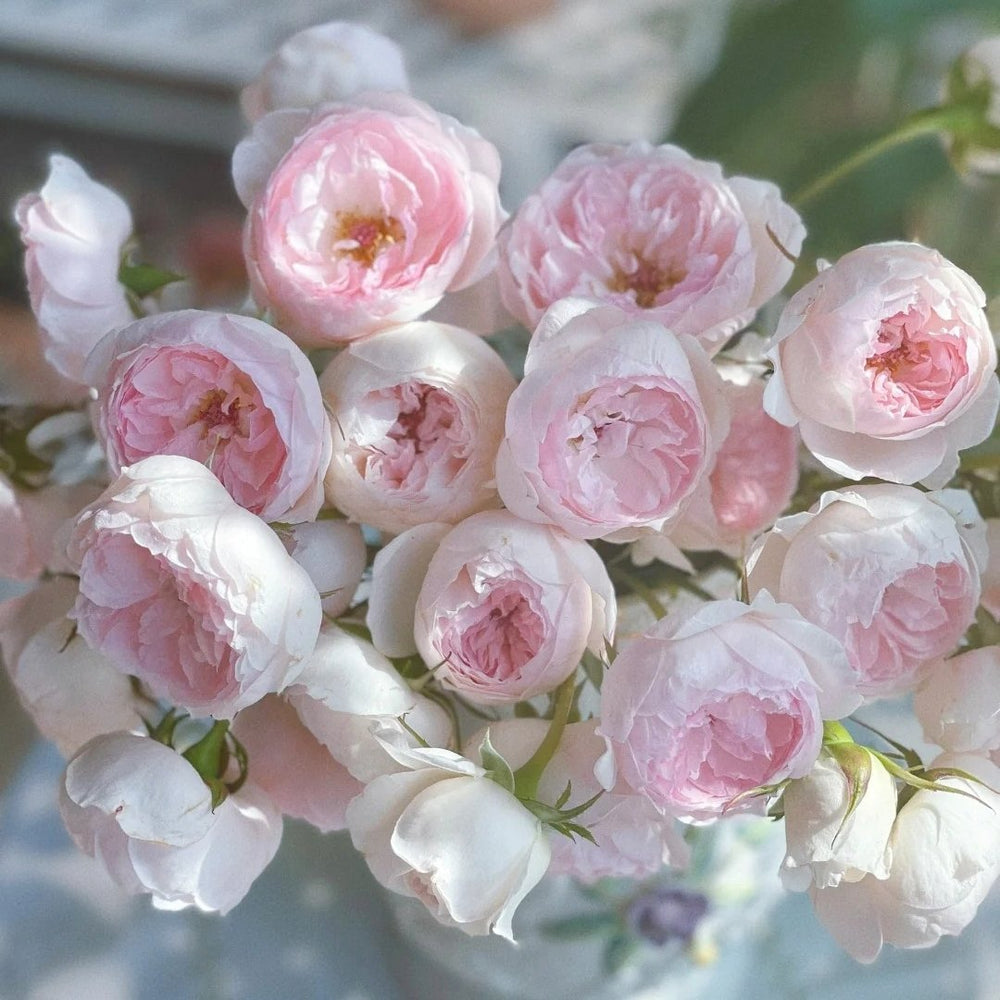 Arietta Rose Plant|小抒情曲 image 14