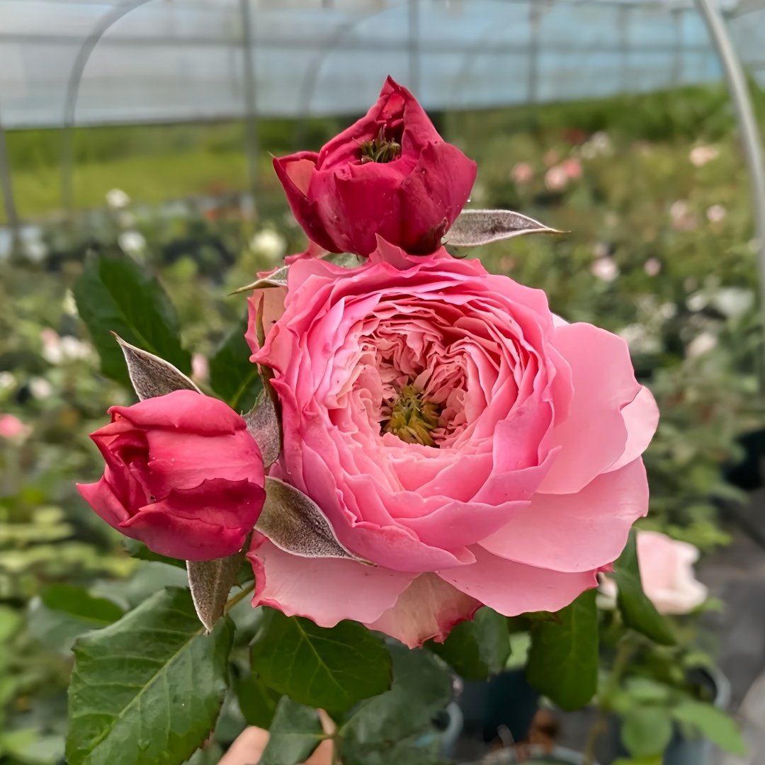 Northanger Abbey Rose Plant| 诺桑觉寺 image 1