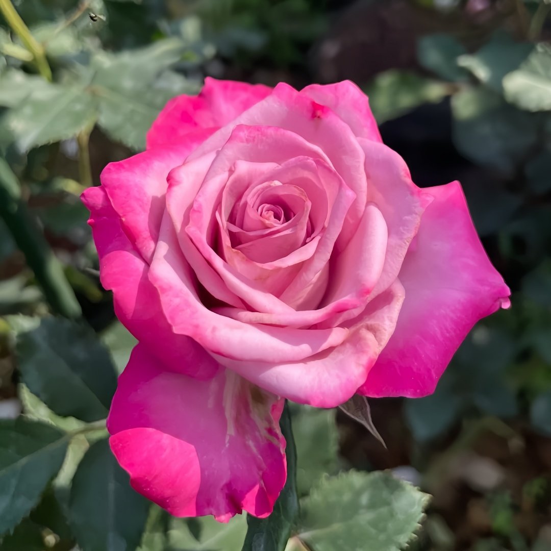 Deep Purple Rose Plant｜一片深紫 image 6