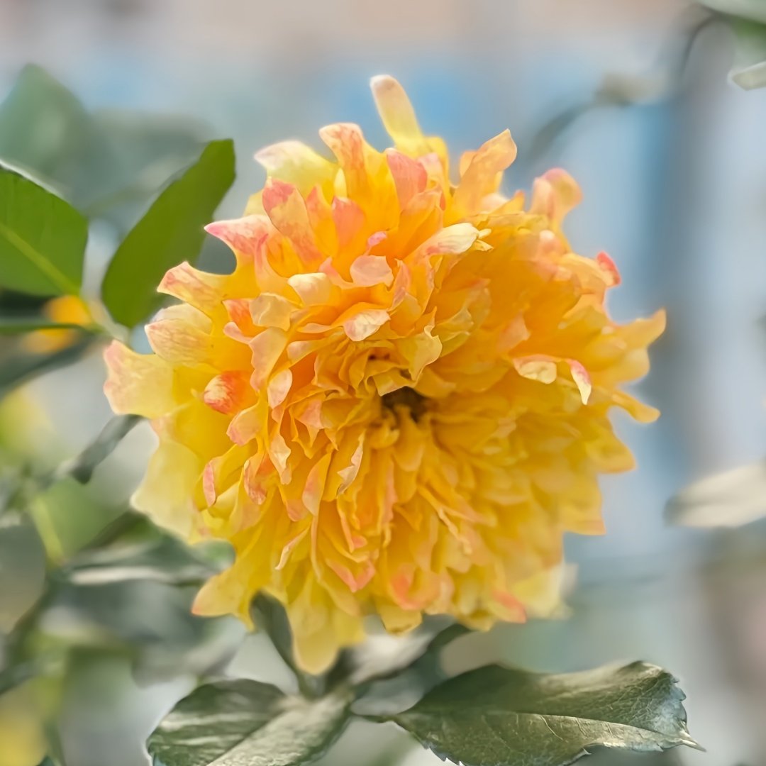 Fireworks Ruffles Rose Plant｜烟花波浪 image 2