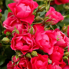 Pink Forest Rose Plant｜粉红森林 image 2