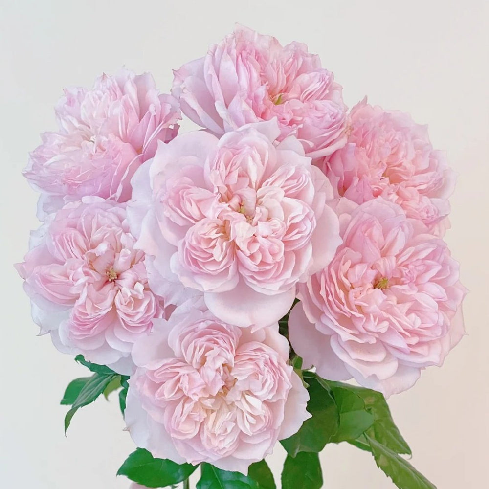 Cecil de Volages Rose Plant | 蝶之舞玫瑰 image 0