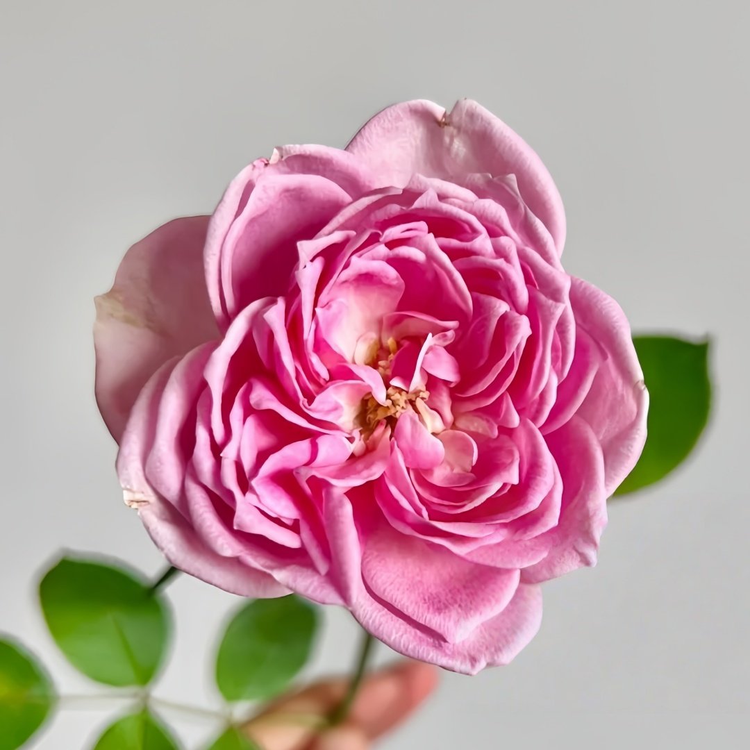 Miyako Rose Plant｜京/宫古 image 4