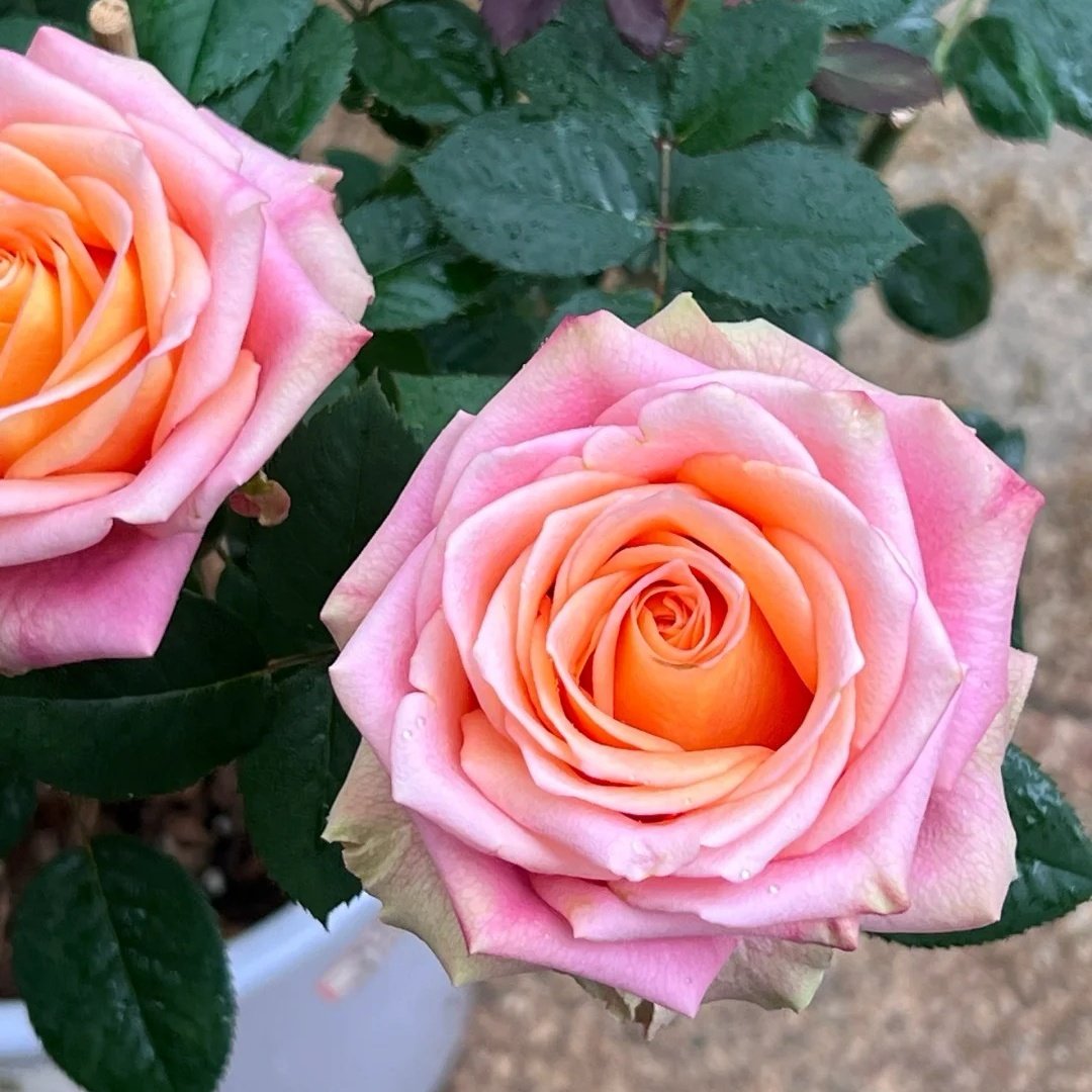 Love Pearl Rose Plant | 爱之珠 image 4