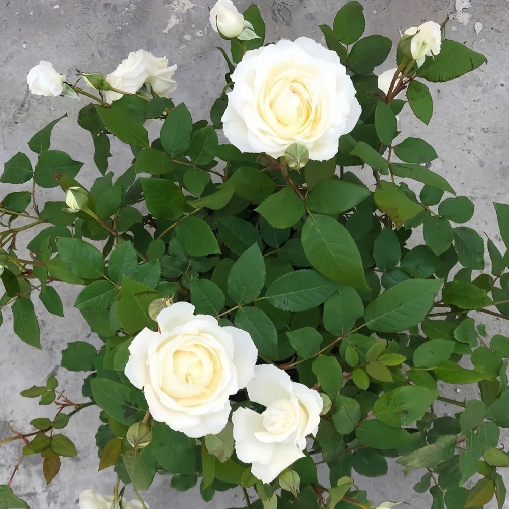 Shilabe Rose Plant|音调 image 8