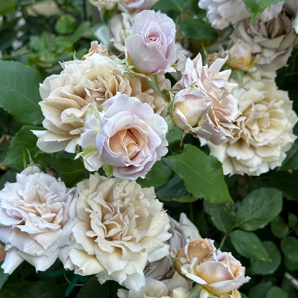 Suo Qingqiu Rose Plant｜锁清秋 image 7