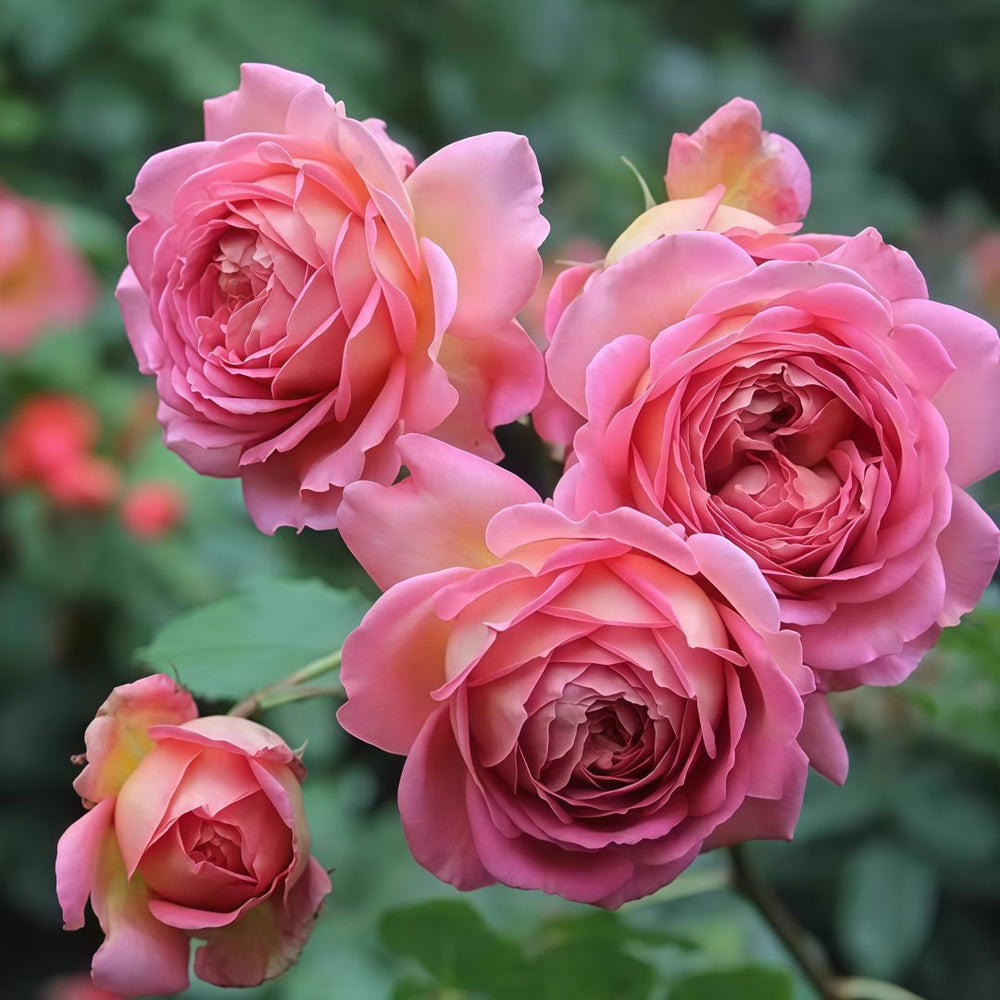 Jubilee Celebration Rose Plant｜银禧庆典 image 4