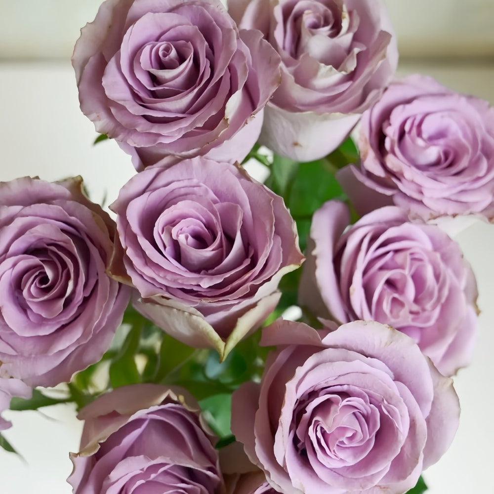 Grey Knights Rose Plant｜灰骑士 image 4