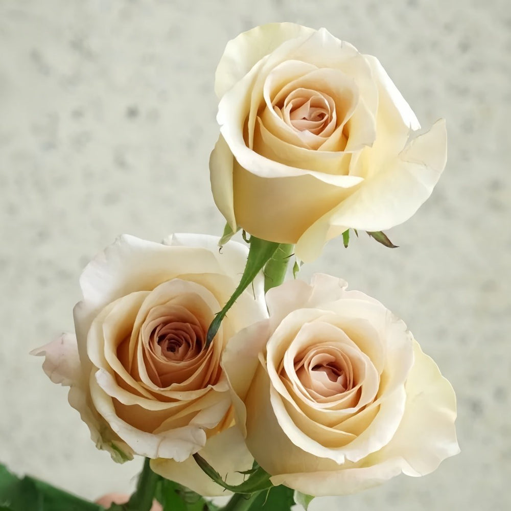 Brut Rose Plant｜布鲁特 image 7