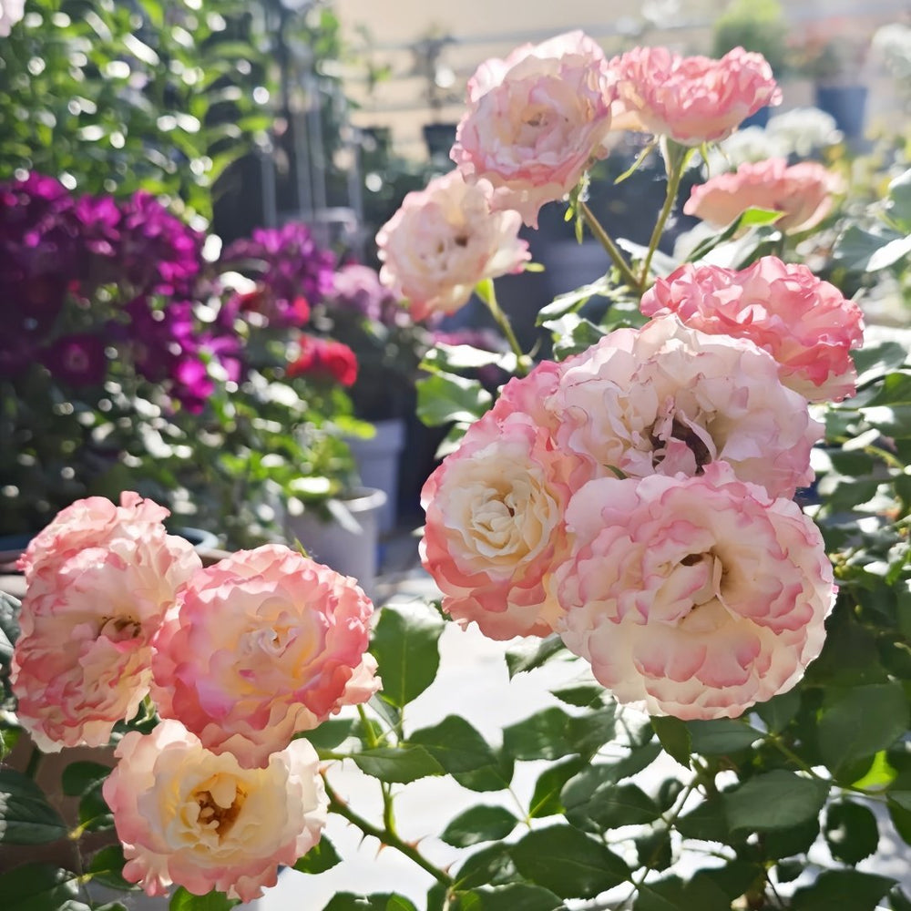 Carmagnole Rose Plant｜革命曲 image 8