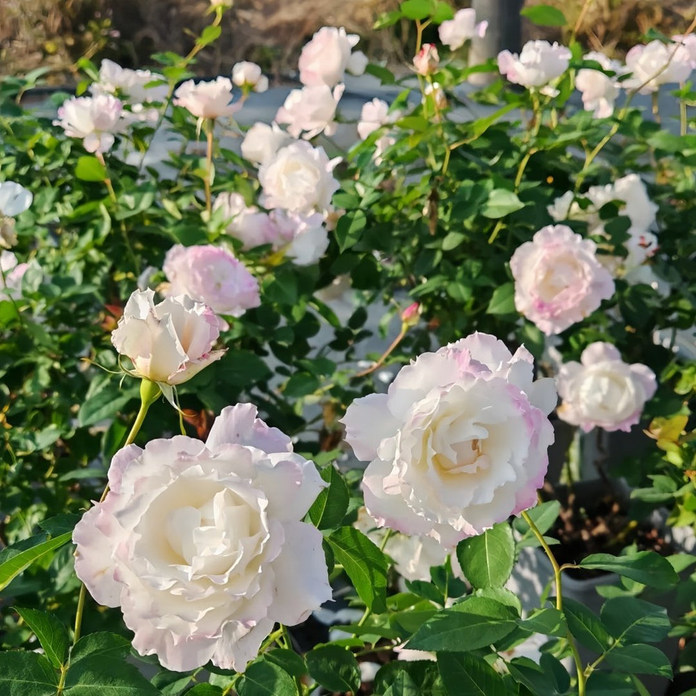 Le Blanc Rose Plant|乐柏/勒布朗 image 7