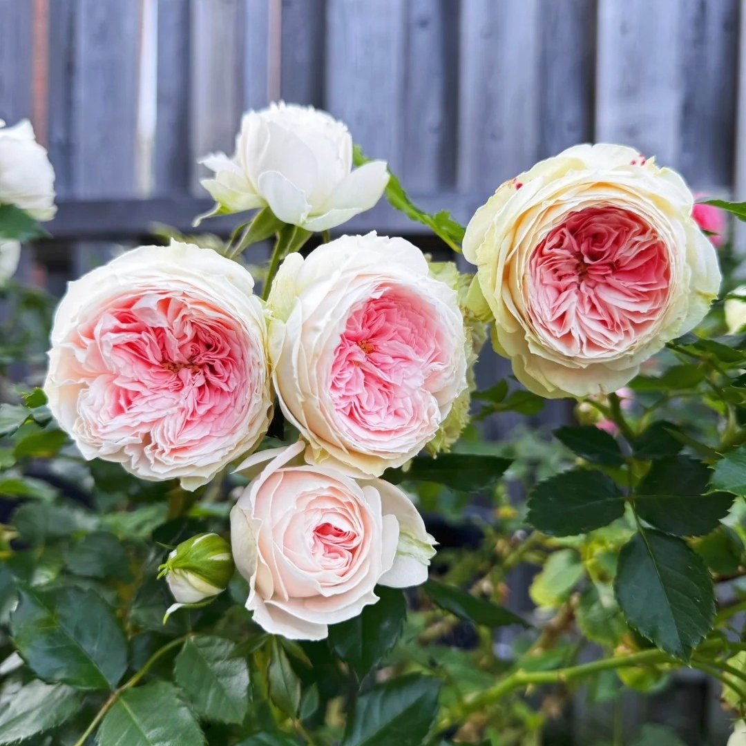 Pompom Verand Rose Plant｜门廊绒球 image 4