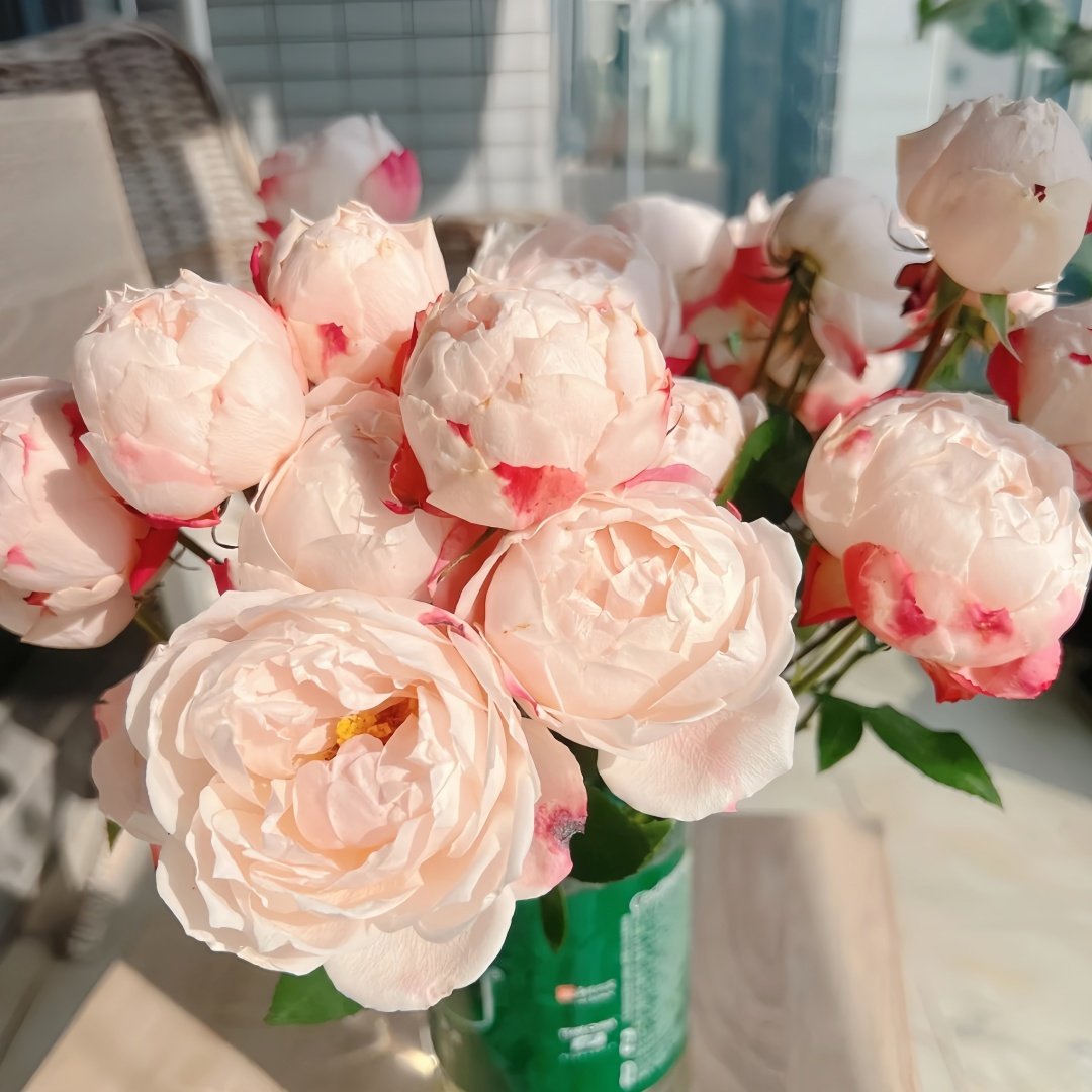 Chance Pom Rose | 苹果运气 image 8