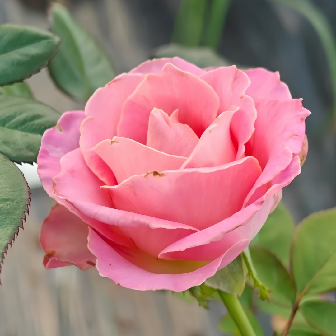 Hemosa Rose Plant|赫莫萨 image 4