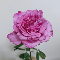 Aromatique Rose Plant｜伊芙芳香世家 image 0