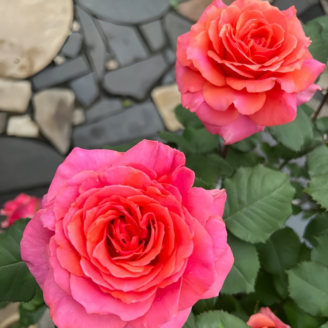 Briliant Rose Plant|辉煌 image 6