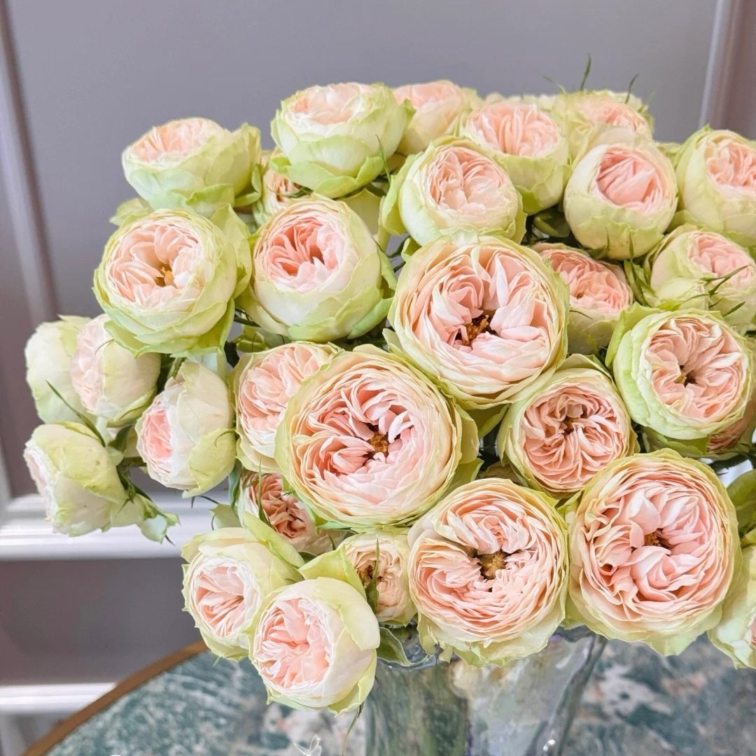 Darlene Rose Plant | 抹茶小小酥 image 4