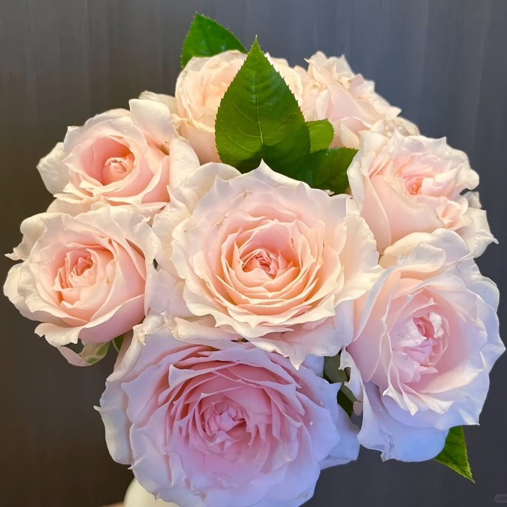 Yuzhi Rose Plant|玉脂 image 2