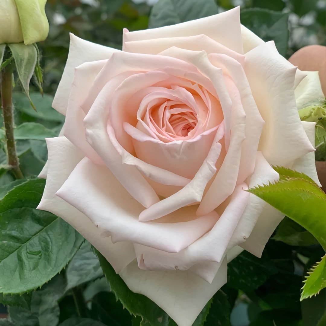 Madame Anisette Rose Plant|茴香酒夫人 image 2