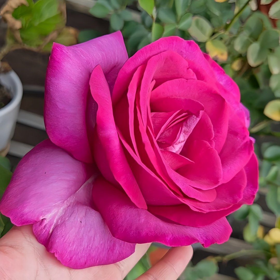 Parole Rose Plant|诉说 image 4